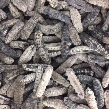 海参，古巴参12头一斤
