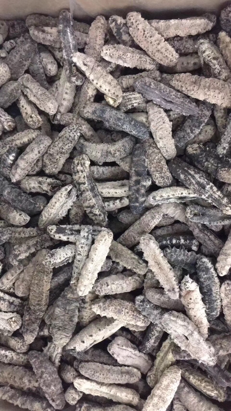 海参，古巴参12头一斤