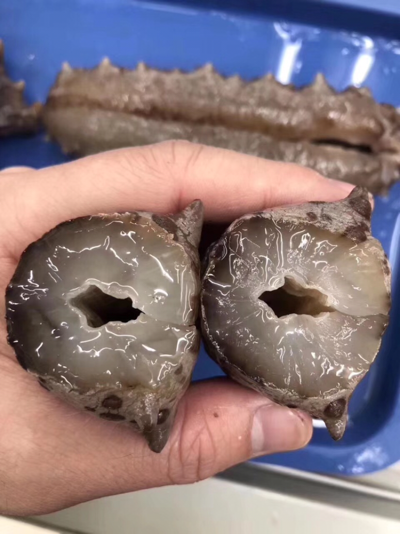 海参，古巴参15头一斤