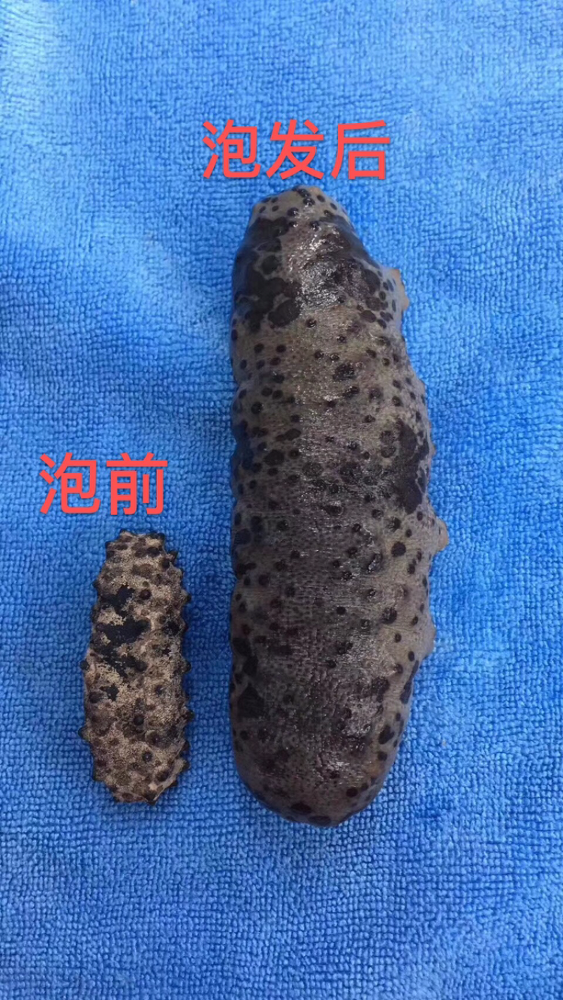 海参，古巴参20－30头一斤