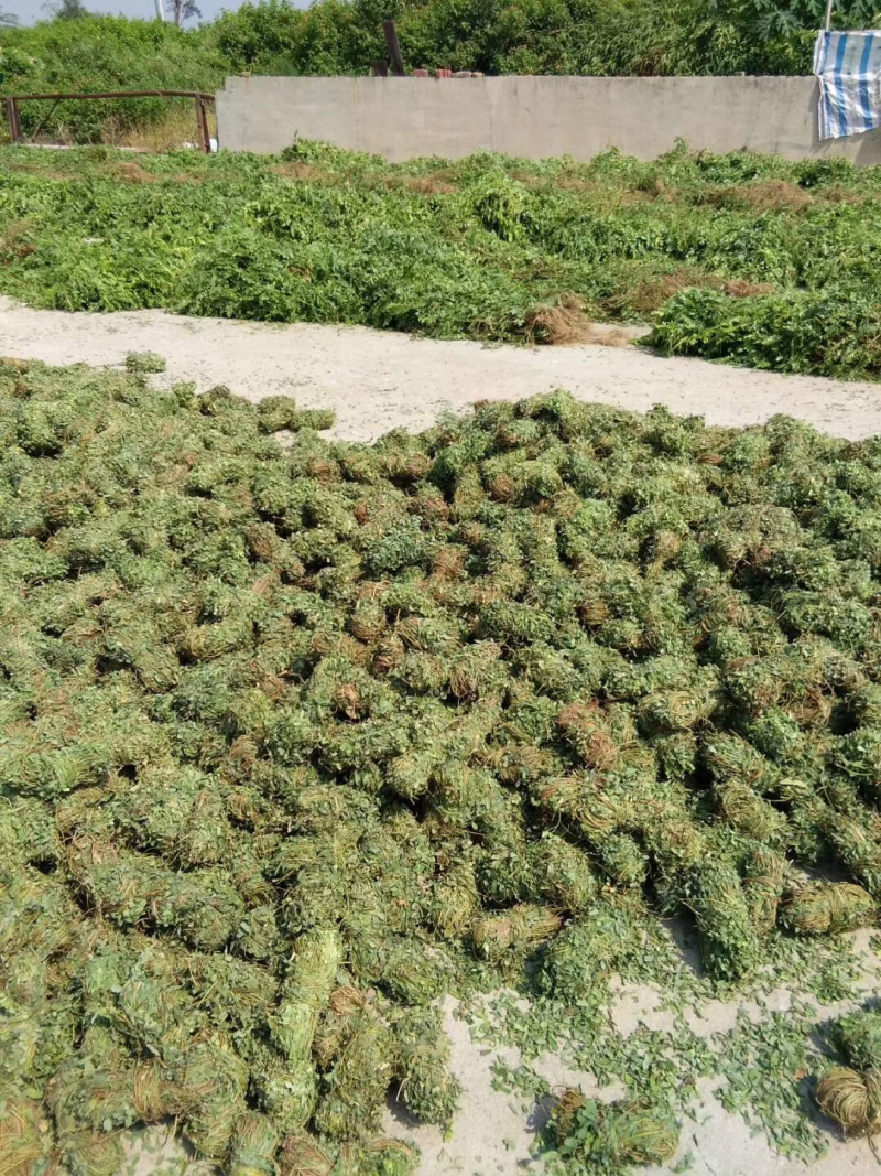 中药材鸡骨草广西本地扎小把新货鸡骨草带叶子