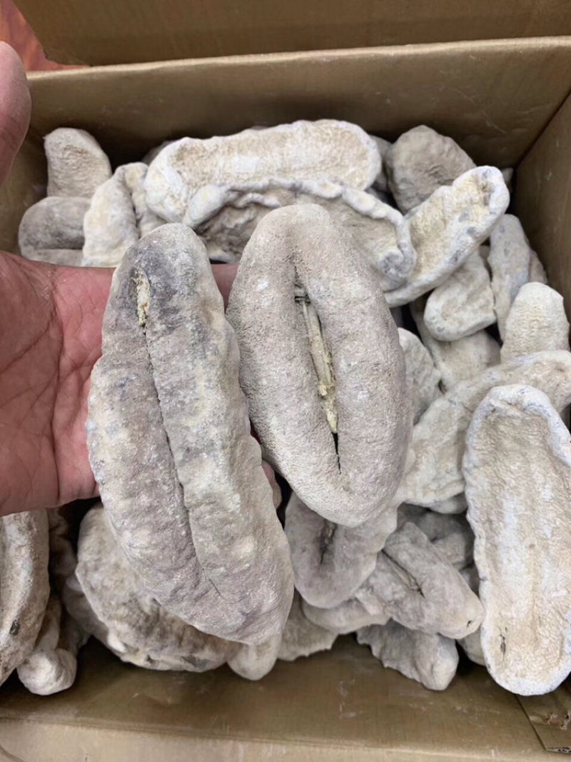 海参，原装奥州猪婆参，2～3头
