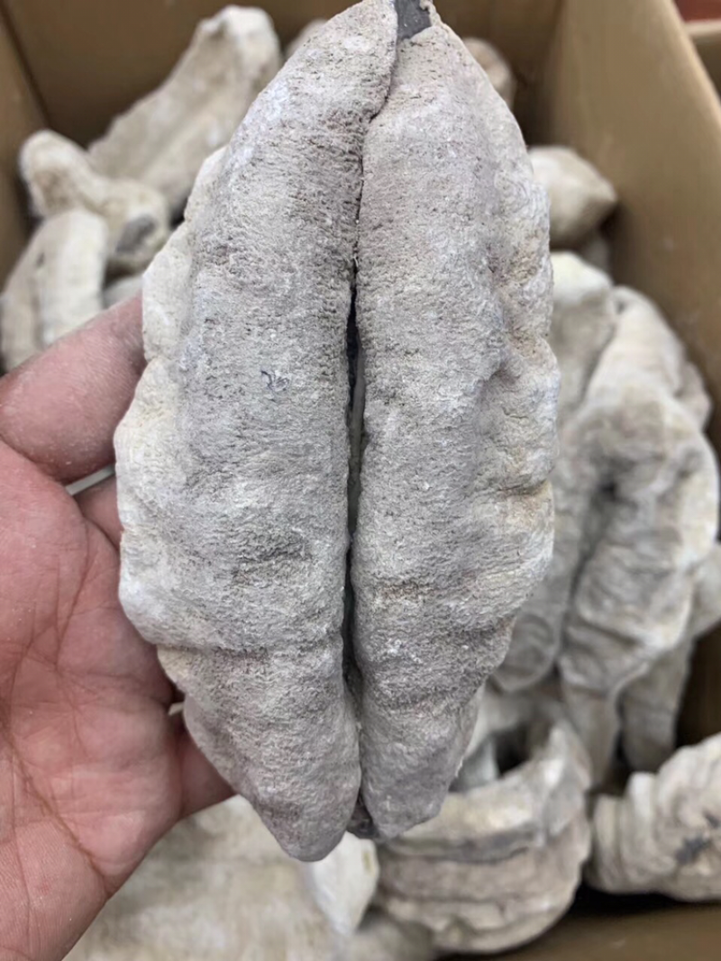 海参，原装奥州猪婆参，2～3头
