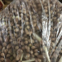 广西壮族自治区花生芽5-10公分，散装3.5块一斤
