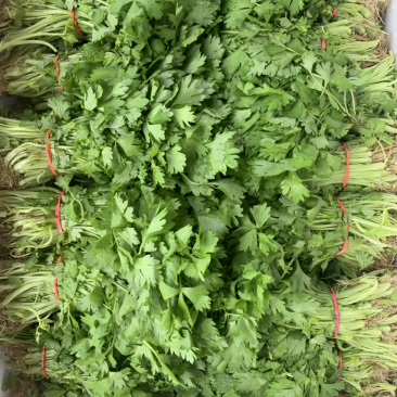 香芹苗