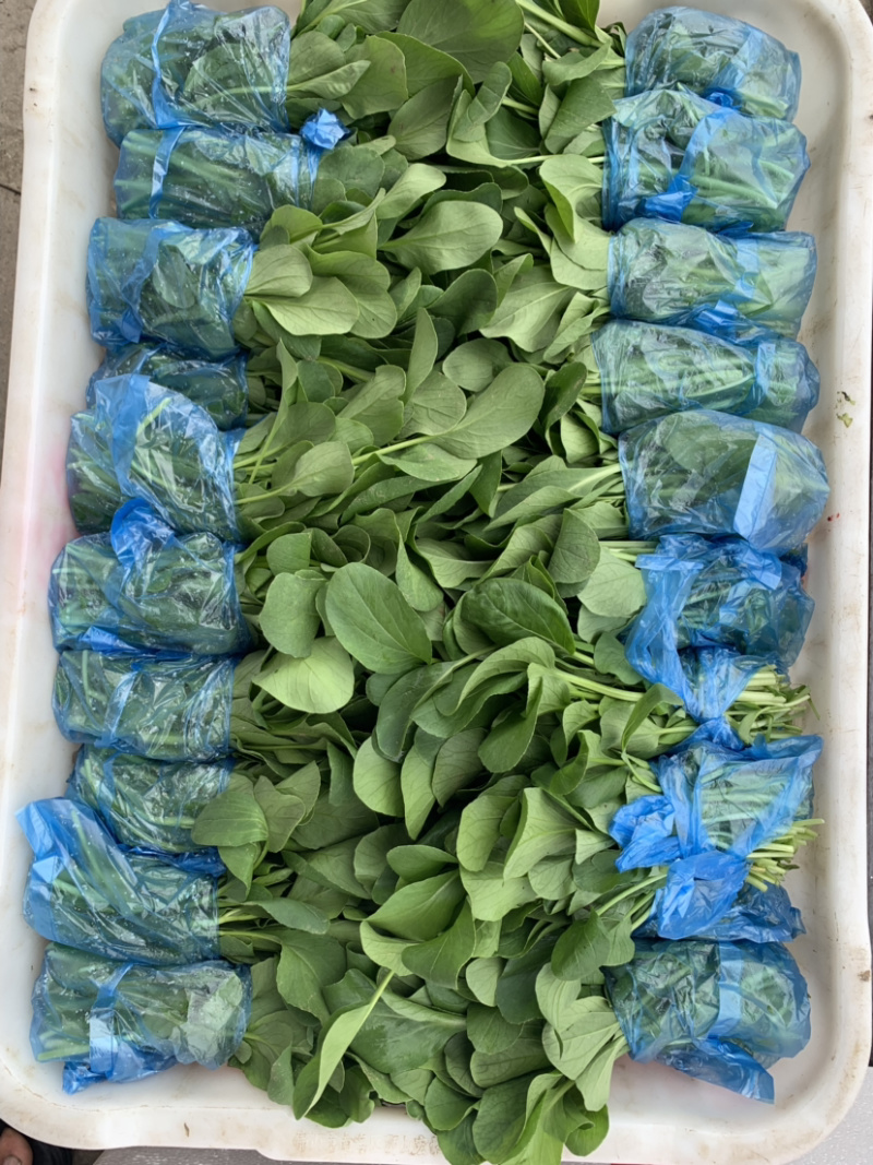鸡毛菜
