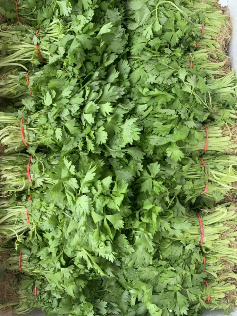 香芹苗