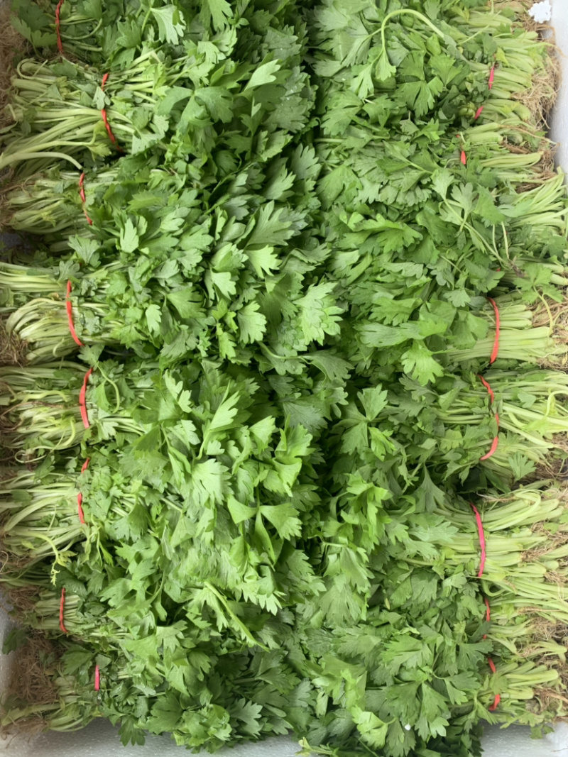 香芹苗