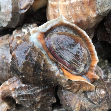 海螺鲜活当天海捕规格齐