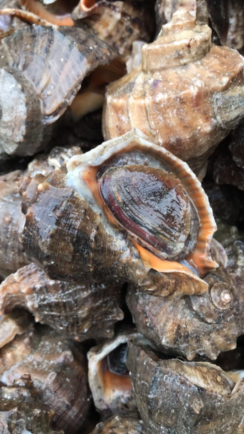 海螺鲜活当天海捕规格齐