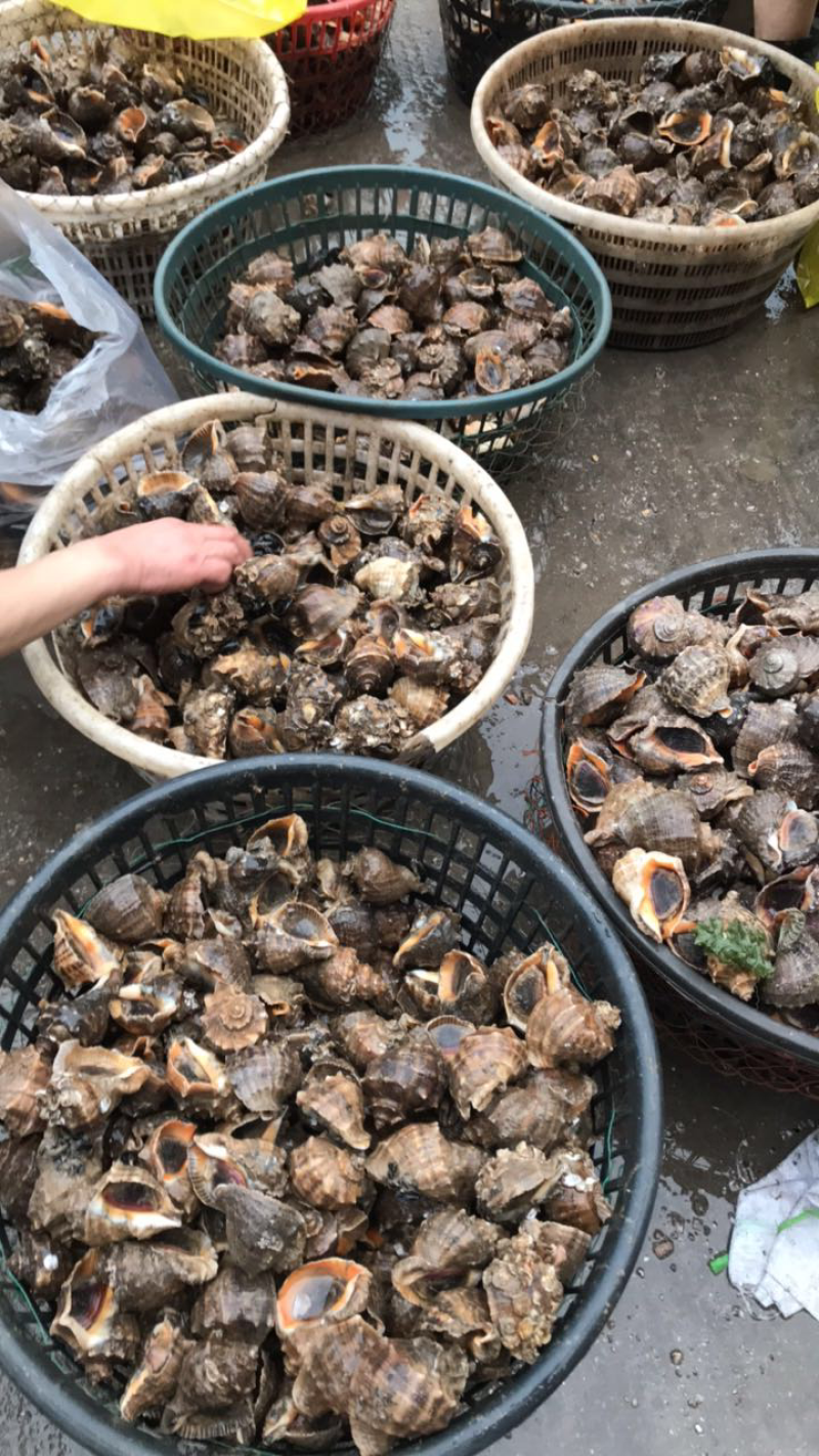 海螺鲜活当天海捕规格齐