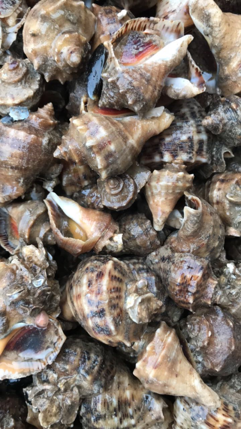 海螺鲜活当天海捕规格齐