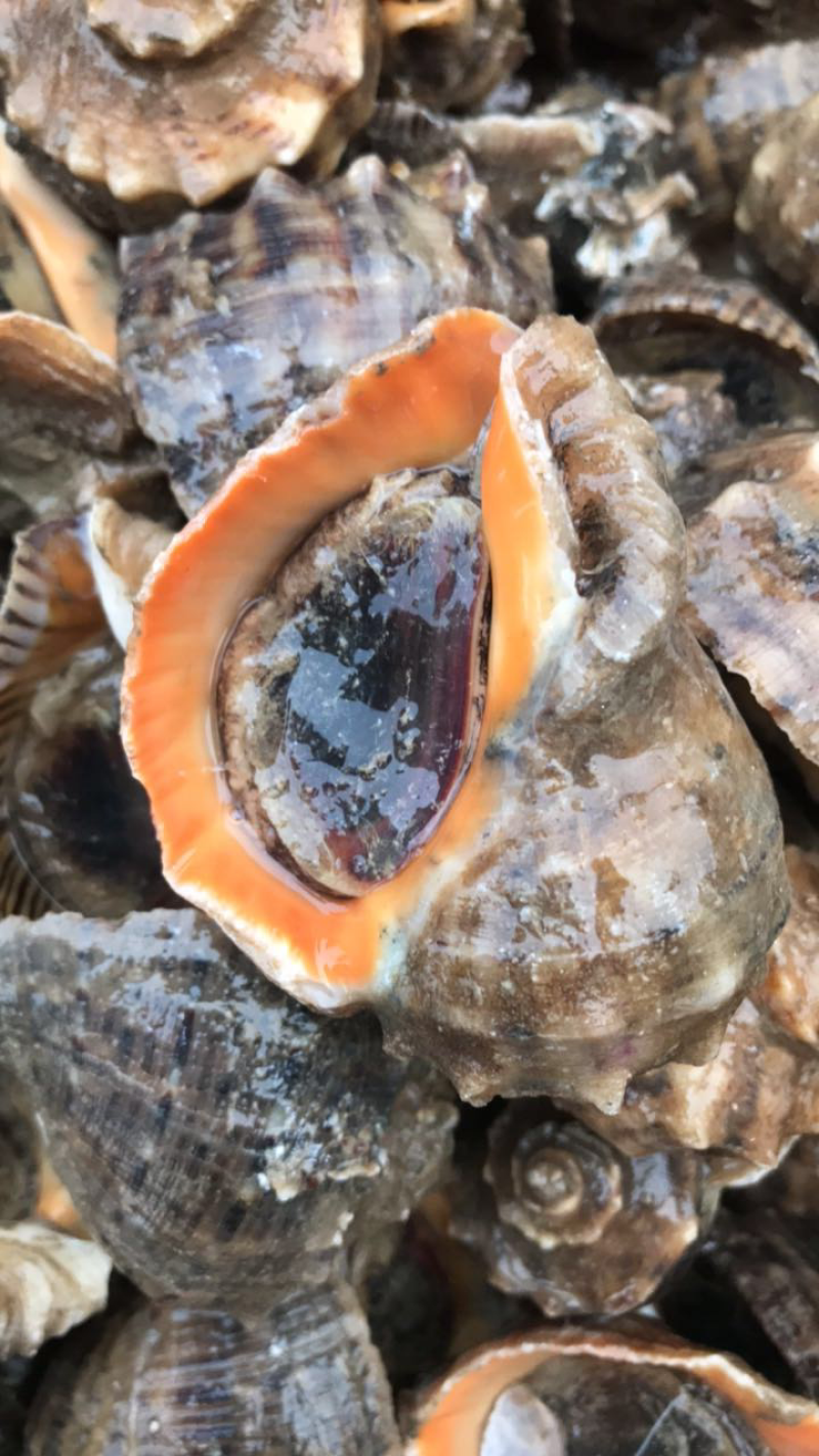海螺鲜活当天海捕规格齐