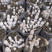 鸡腿菇菌种原种栽培种母种