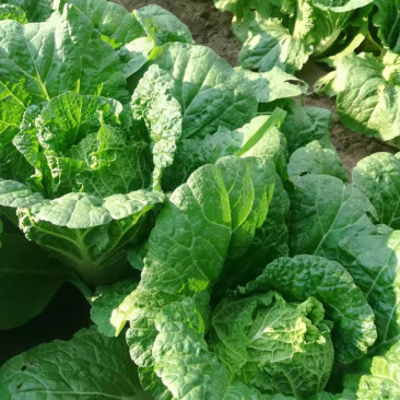 大白菜极品，想要好货的过来