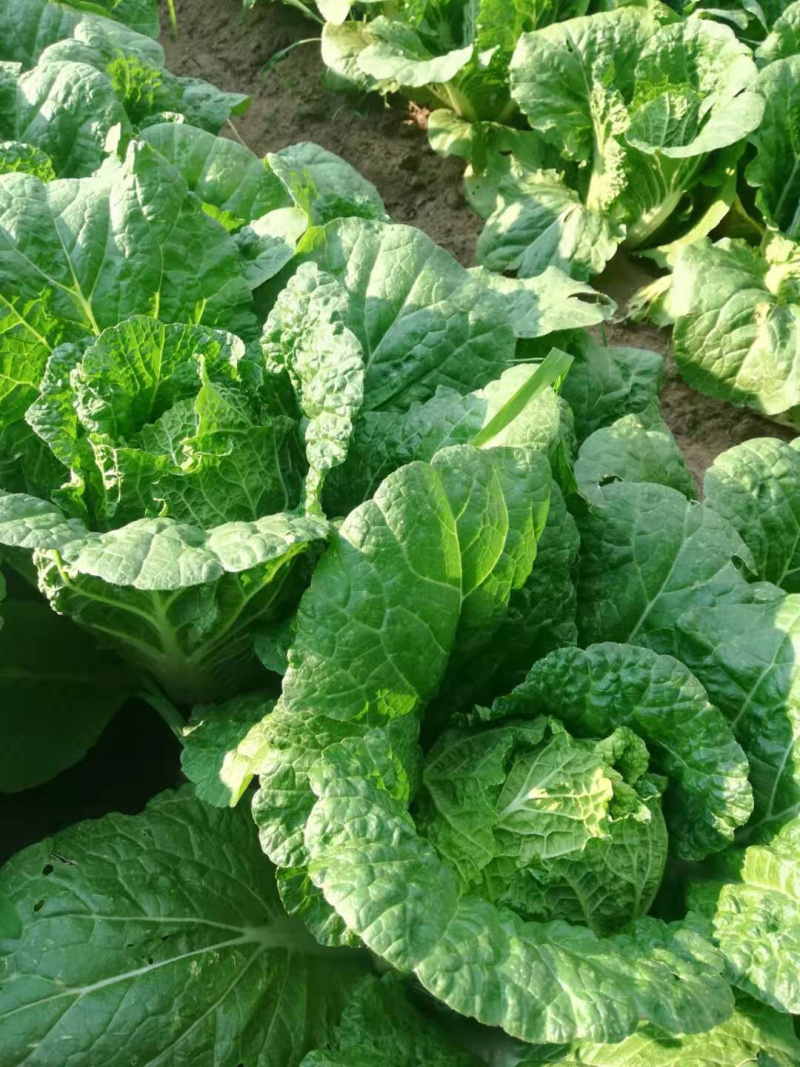 大白菜极品，想要好货的过来