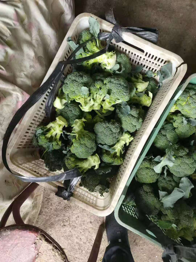 极品西兰花，看货给价