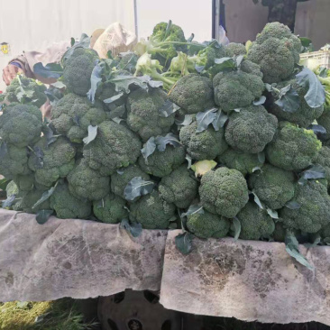 极品西兰花，看货给价