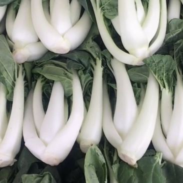 奶白菜