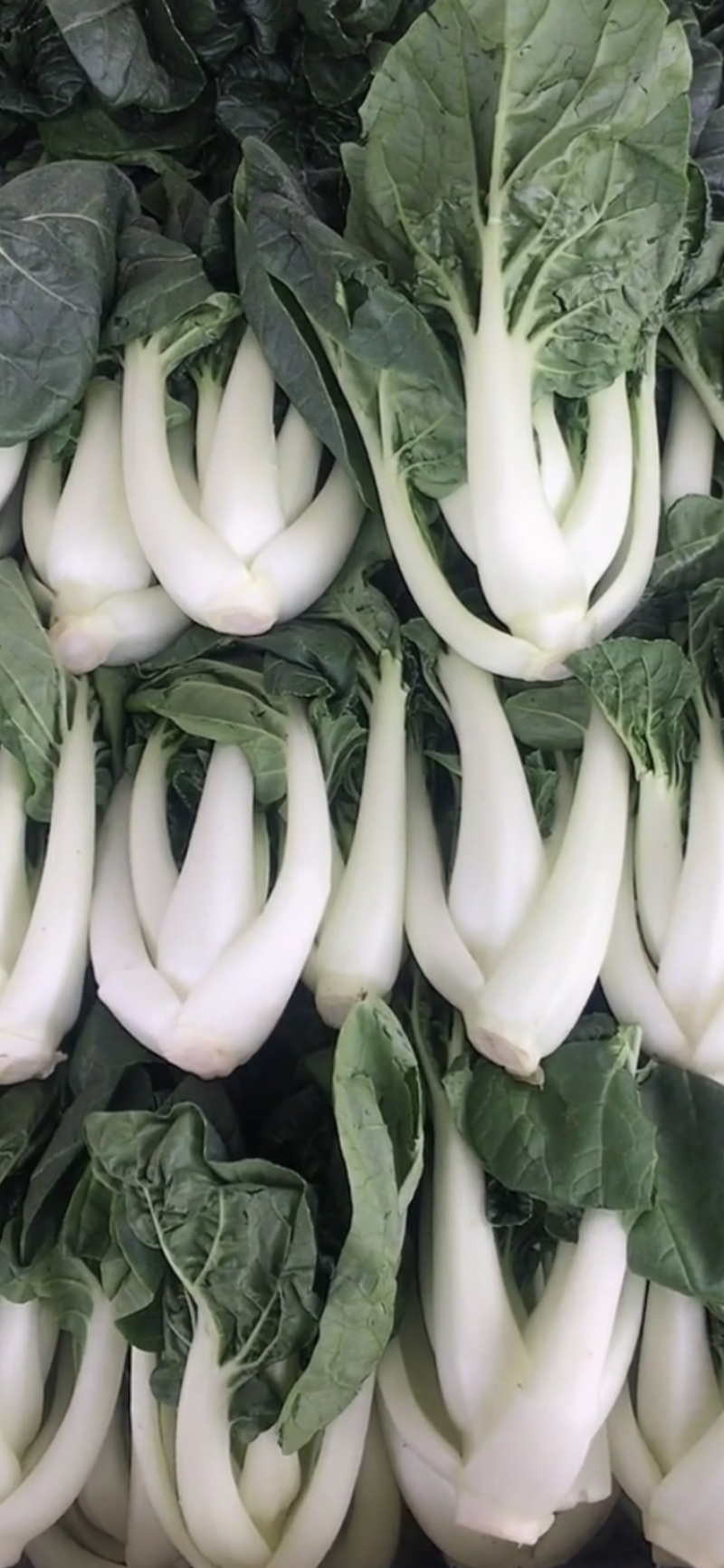 奶白菜