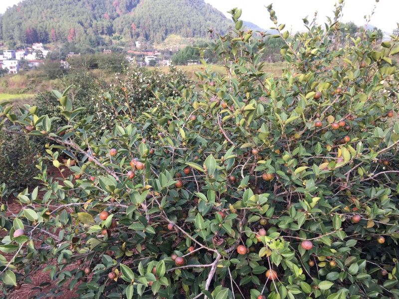 自家高山小茶油