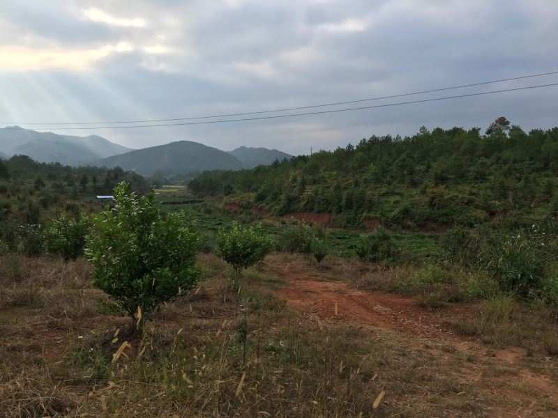 自家高山小茶油