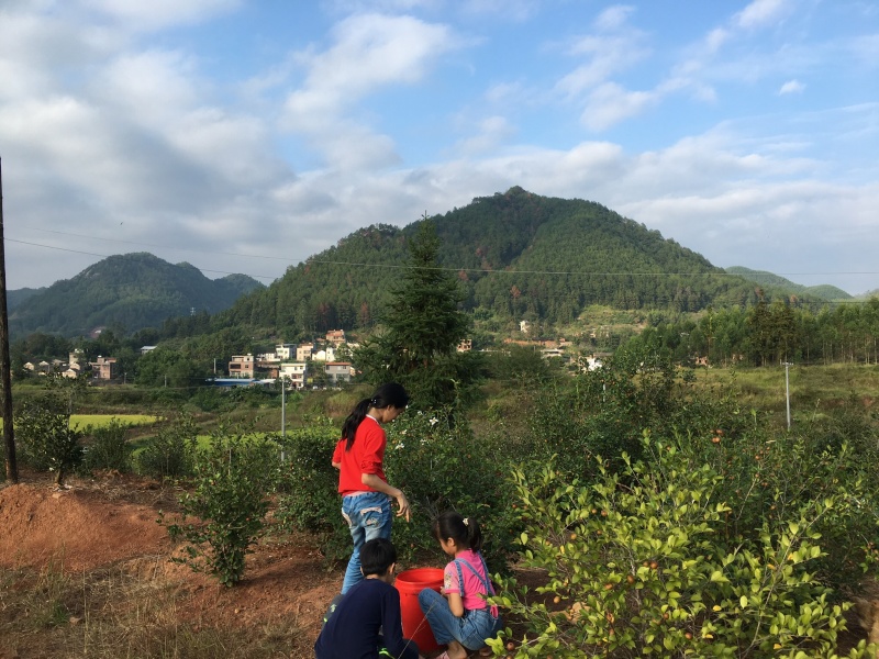 自家高山小茶油