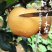 丰水梨