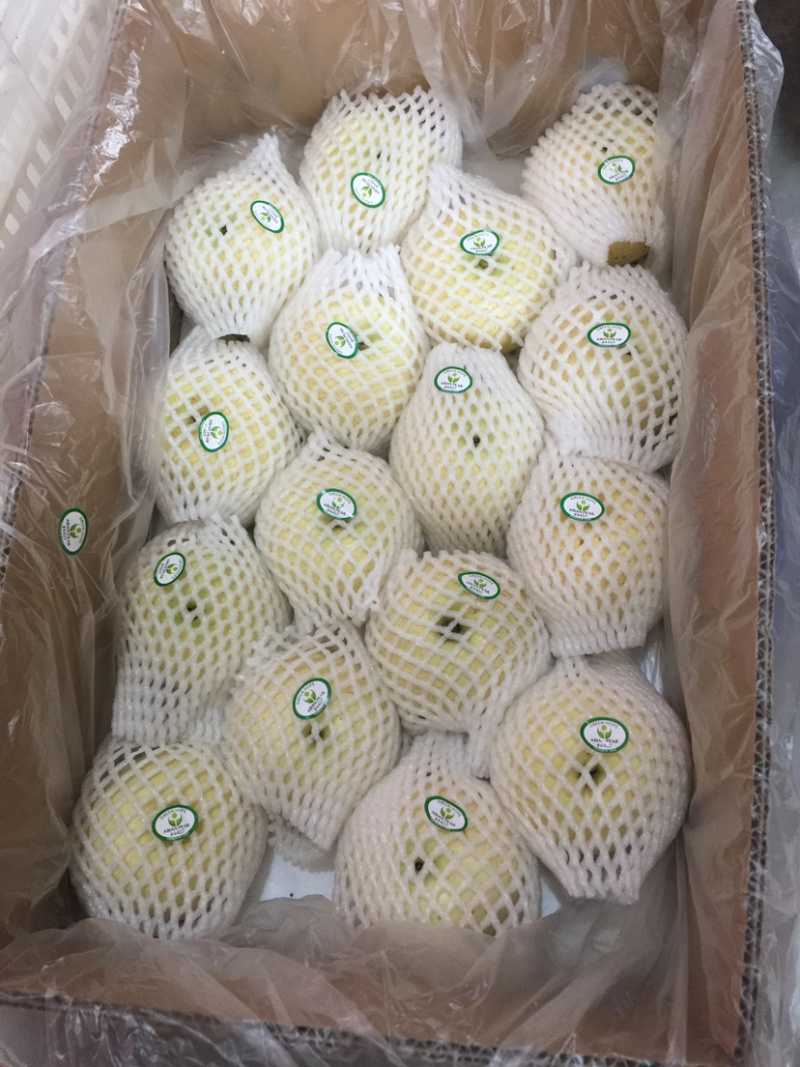 丰水梨