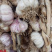 山东辫子蒜种，东北独头蒜种