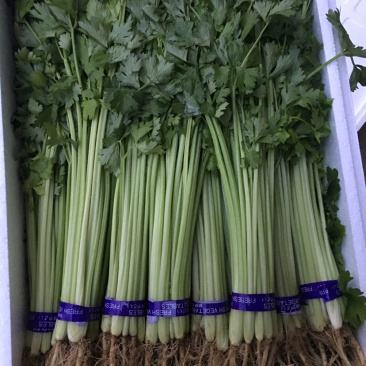 香芹