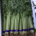 香芹