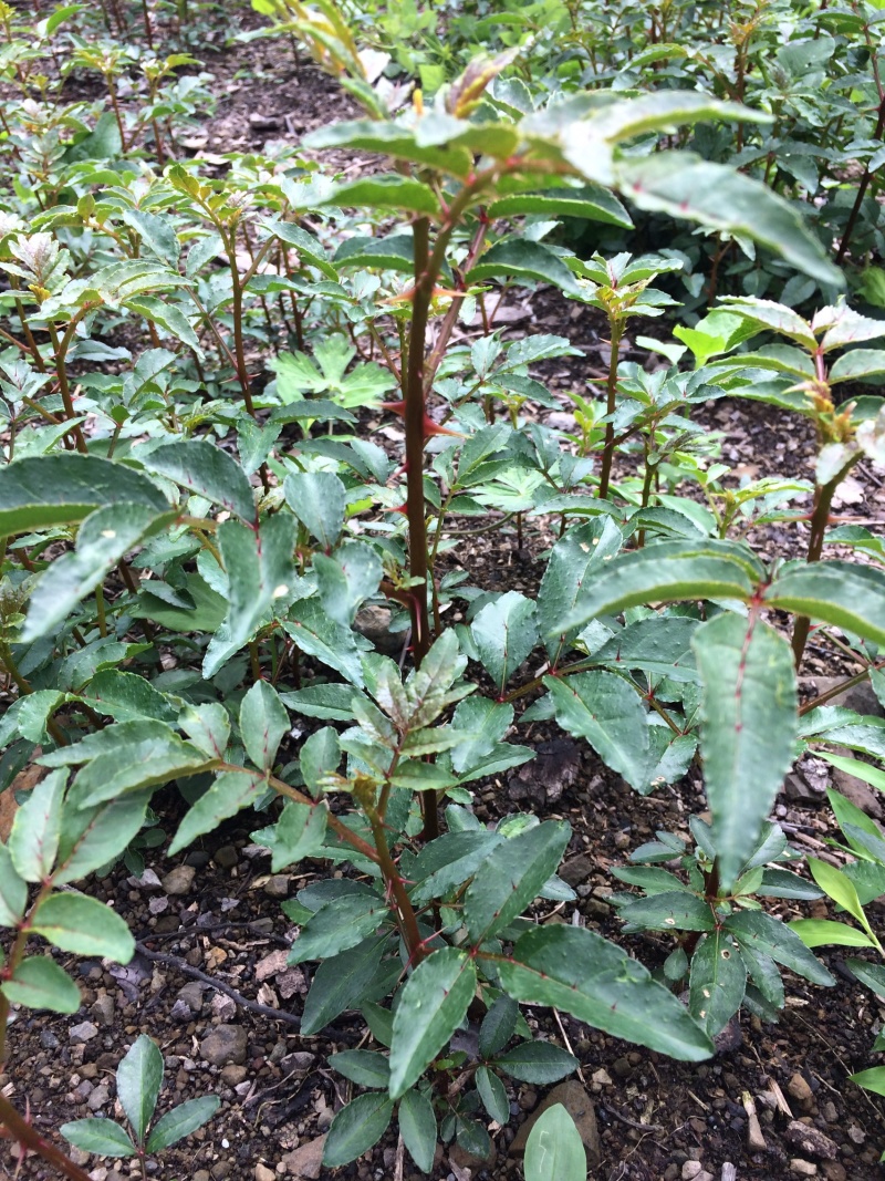 花椒苗