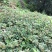 花椒苗