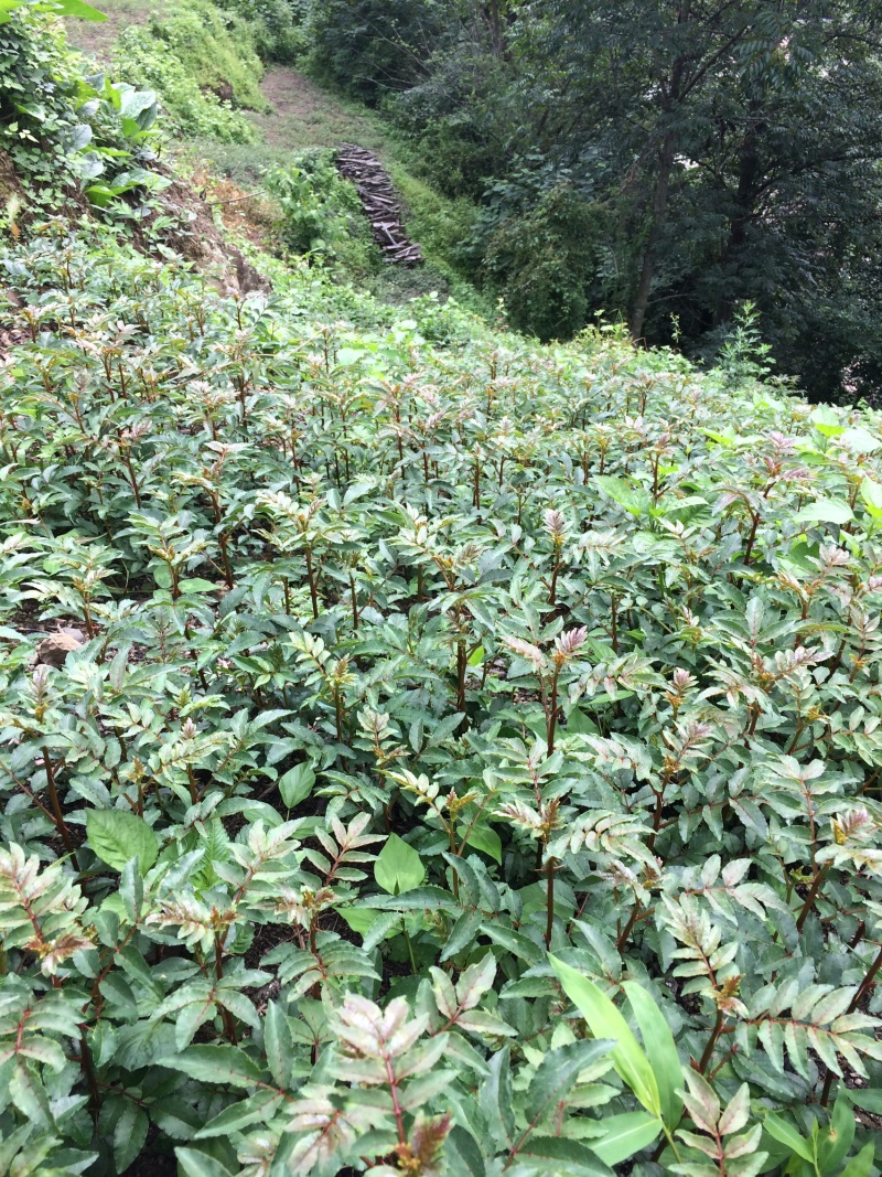 花椒苗