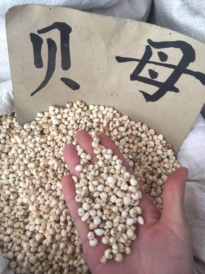 川贝无硫各种规格批发