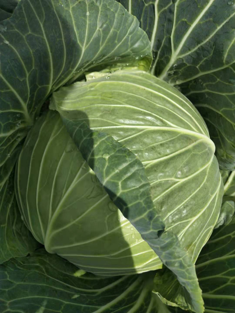 精品包菜韩盛奥奇娜京丰保质保量可视频看货