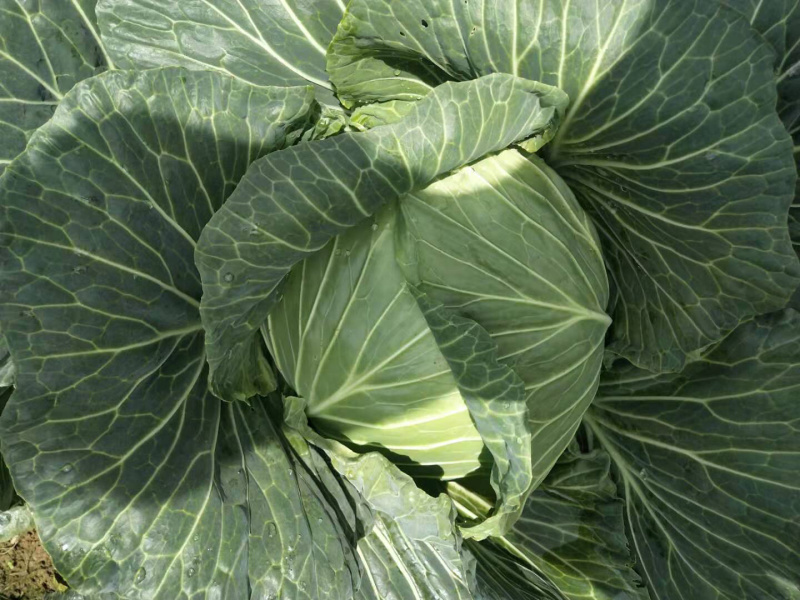 精品包菜韩盛奥奇娜京丰保质保量可视频看货