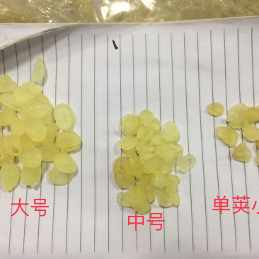 皂角米大厚肉各规格批发