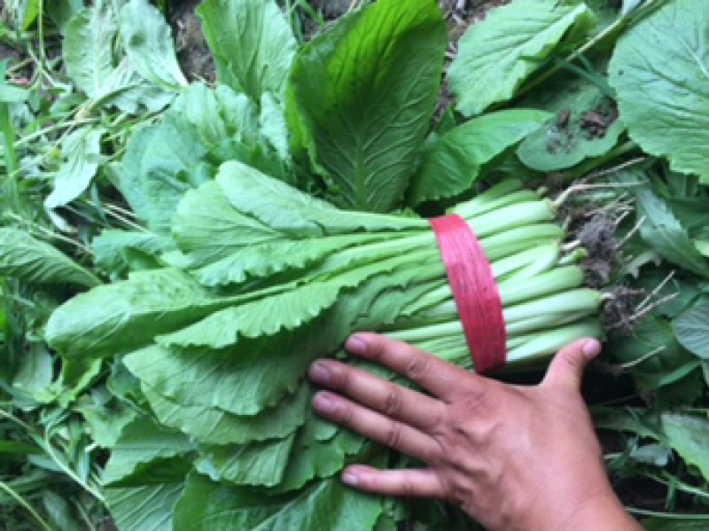 小白菜大量现货，需要的商家请尽快联系我