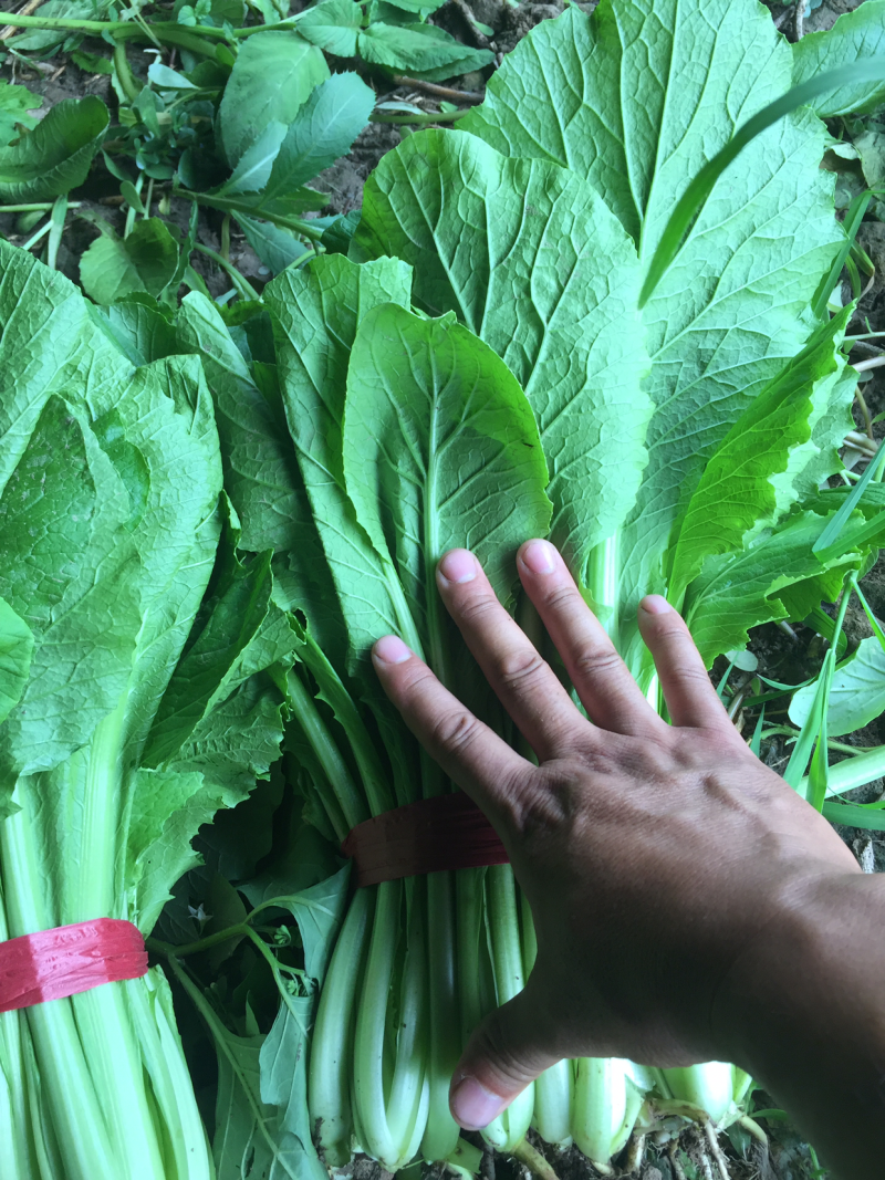 小白菜大量现货，需要的商家请尽快联系我