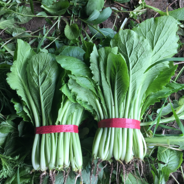 小白菜大量现货，需要的商家请尽快联系我