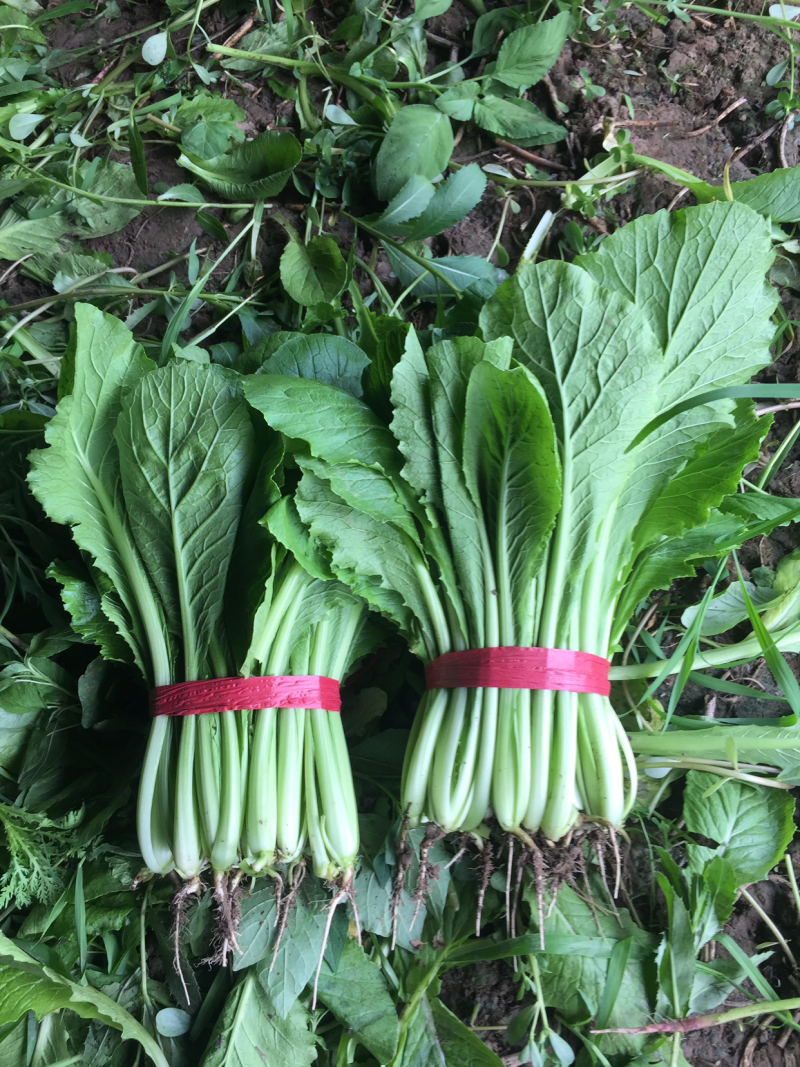 小白菜大量现货，需要的商家请尽快联系我