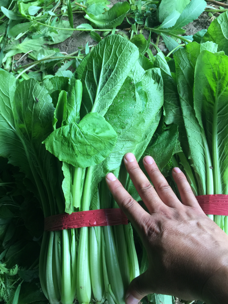 小白菜大量现货，需要的商家请尽快联系我