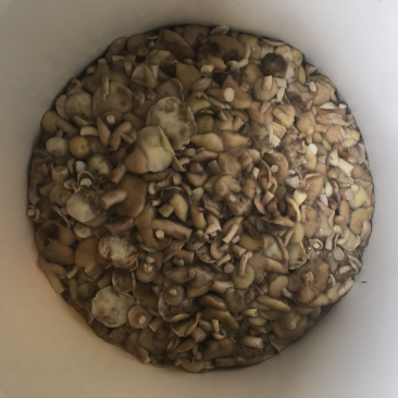 盐水菌松蘑红乳菌等野生干菌批发