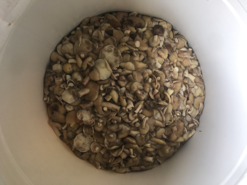 盐水菌松蘑红乳菌等野生干菌批发