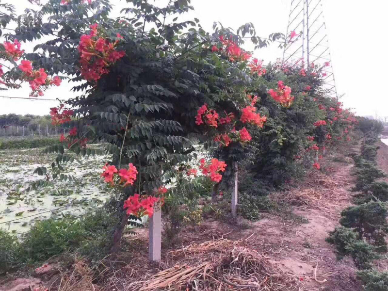 美国凌霄，凌宵小苗，凌宵价格