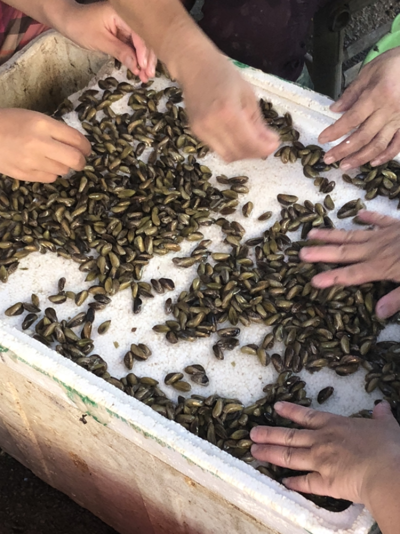 福建海瓜子产地直销一手货源贝壳肉肥清甜可口