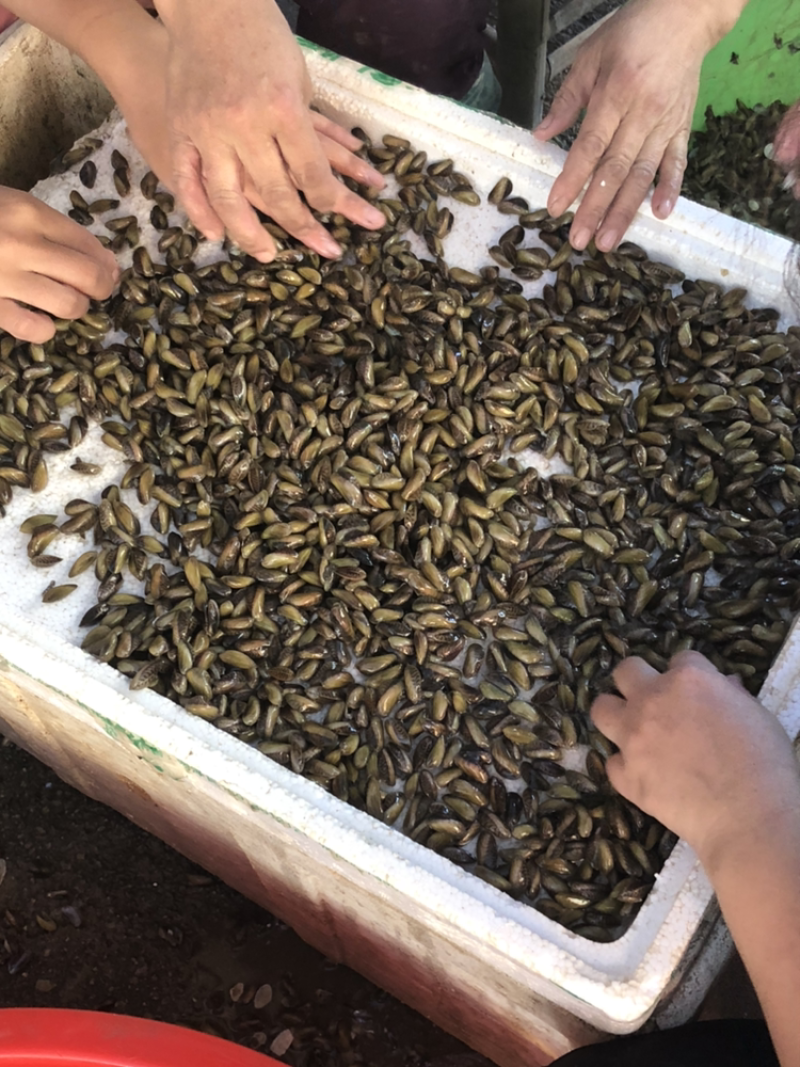 福建海瓜子产地直销一手货源贝壳肉肥清甜可口