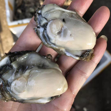 小包装福建生蚝牡蛎烧烤清蒸高压锅海蛎产地电商社区团购